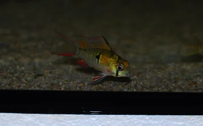 Papja - W końcu doczekałem się Mikrogeophagus altispinosus z odłowu, mają niesamowity...