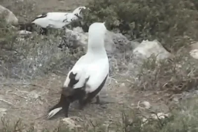 cheeseandonion - >While boobies incubate their eggs and raise their young, Galapagos ...