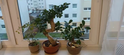 Dumle007 - Czy posiada ktoś #bonsai tutaj moje 2x fikus. Jeden koło 8 lat, drugi koło...
