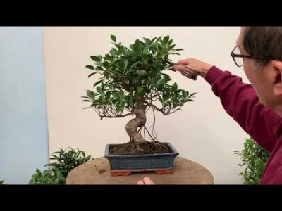 Budo - @Dumle007: opieka nad bonsai nie jest prosta. Poczytaj przez zimęo doniczkach,...