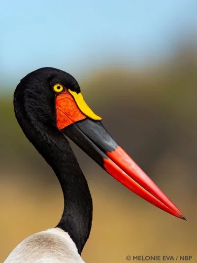 Lifelike - Żabiru afrykański, bocian siodlasty (Ephippiorhynchus senegalensis)
Autor...