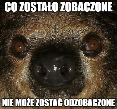 o.....i - #zwierzaczki #leniwce #slothpill