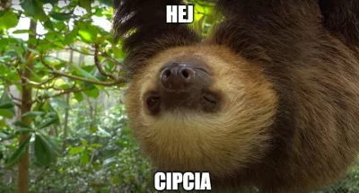 o.....i - #zwierzaczki #leniwce #slothpill #podrywajzwykopem