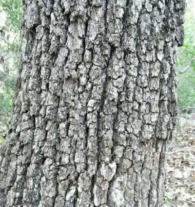 wfyokyga - Wonsz drzewowy