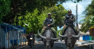 gieneq - W Brazylii mają oddziały do walki z bykami renegatami.