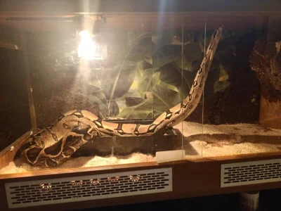 GraveDigger - @rad00: @rad00: Ja chciałem węża i oto mój wąż po kilku latach ( ͡° ͜ʖ ...