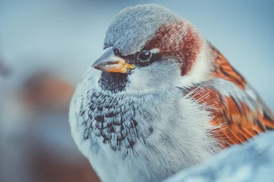 szafer - Poprzednio była banda wróbli a dzisiaj zoom na jednego z nich

#fotografia...