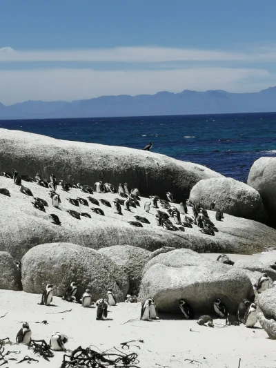 korbixon - Male opalanie pingwinow afrykańskich :)

#rpa #podroze #podrozujzwykopem #...