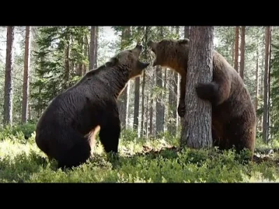 M3x_pl - @drzewnyzwierz: on siedzi w wygodnej czatowni, a niedźwiedzie walczą o plast...