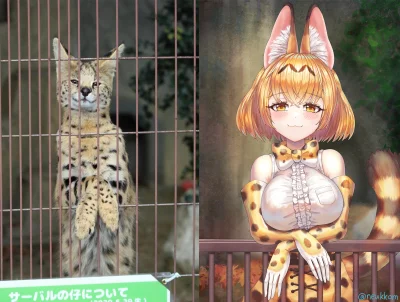 zabolek - #anime #randomanimeshit #kemonofriends #serval