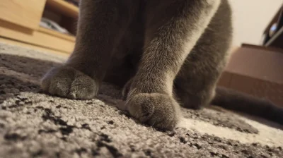 PrzegrywNaZawsze - #katzenpfotchen #charliethecat #koty