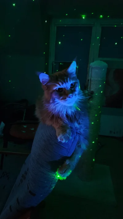 KiedysMialemFejm - Kosmiczny Kitku pozdrawia cieplutko(｡◕‿‿◕｡)

#pokazkota #koty