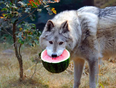 diabeu255 - Wilki w swoim naturalnym środowisku najchętniej odżywiają się arbuzami