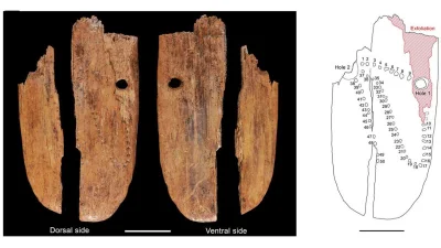 ArcheologiaZywa - Czy w Jaskini Stajnia odkryto jedną z najstarszych ozdób w Eurazji?...