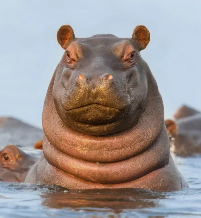 cheeseandonion - #hipopotamy