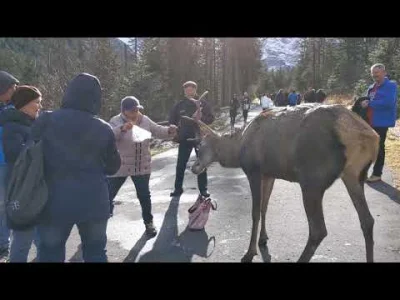 aaadam91 - @Sumistrz5: Podobne rzeczy dzieją się w drodze na morskie oko.