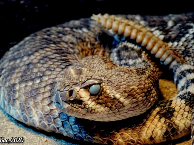GraveDigger - Grzechotnik teksaski Crotalus atrox najbardziej niebezpieczny wąż półno...