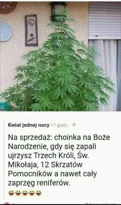 F.....x - #heheszki #swieta #choinka #heheszki #humorobrazkowy #narkotykizawszespoko