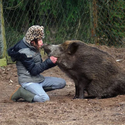 Normalnyczylidlawi3luinny - @umgebung: 

Wskaż dzika na poniższej fotografii. Masz ...