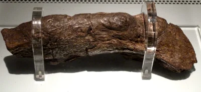 Mmmkurla - #ciekawostki #gownowpis #archeologia #paleontologia

Wiecie, że w Jorvik...