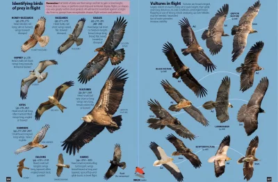 Lifelike - #graphsandmaps #nauka #ornitologia #ptaki #ciekawostki
źródło