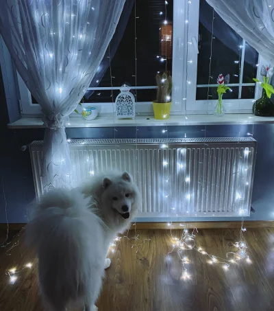 Frutis - Yoshi gotowy na świąteczny okres ᕦ(òóˇ)ᕤ #pokazpsa #samoyed