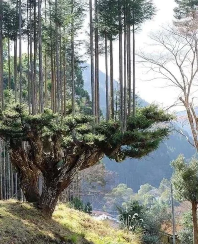 Fawwara - Daisugi to Japońska technika z XIV wieku, gdzie nowe drzewa rosną bezpośred...