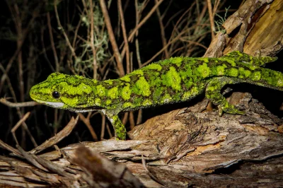 likk - zamiast powitania słów #porannaporcja Naultinus rudisów
 
Naultinus rudis - ...