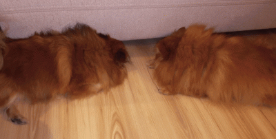 smiech2 - Lara i Juri - szukają czegoś pod kanapą. ( ͡° ͜ʖ ͡°)
#pies #psy #pomerania...