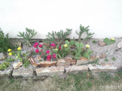 Cactushead - Wspomnienie lata ,moje kaktusy gruntowe ( ͡° ͜ʖ ͡°)
#rosliny #kaktusy #...