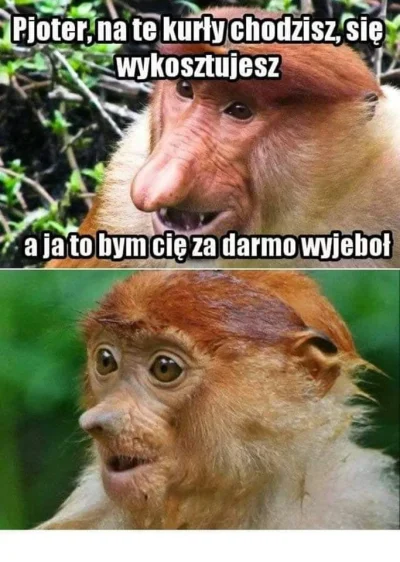 piotre94 - #nosaczsundajski #humorobrazkowy