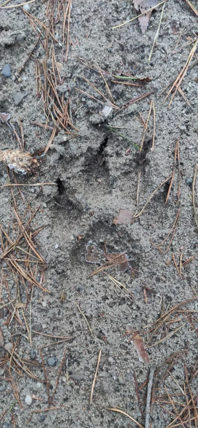 aruel89 - Ostatnio trafiłem w lesie i zastanawiałem się czy to ślady wilka.