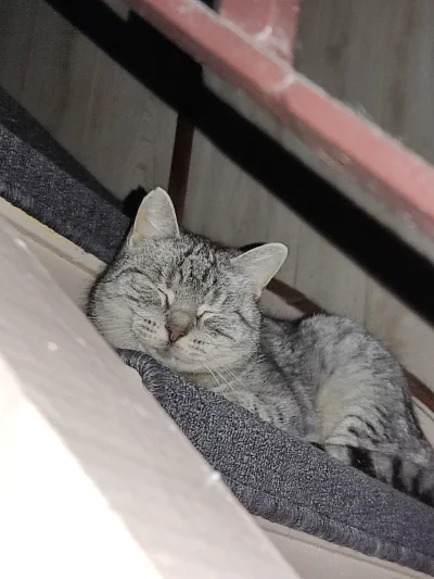 Sicarios - Do spania czupki
#koty #kitku #panrekawica #dobranoc #kot