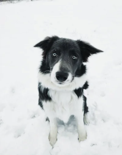 MrFruu - Smaczek albo #!$%@?, zrozumiano?! 


#pokazpsa #bordercollie