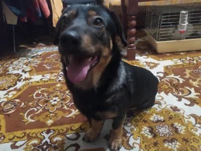 Jajulus - Zaginął #pies w #lublin okolice Czechowa. Świeżo po wzięciu do domu był w t...