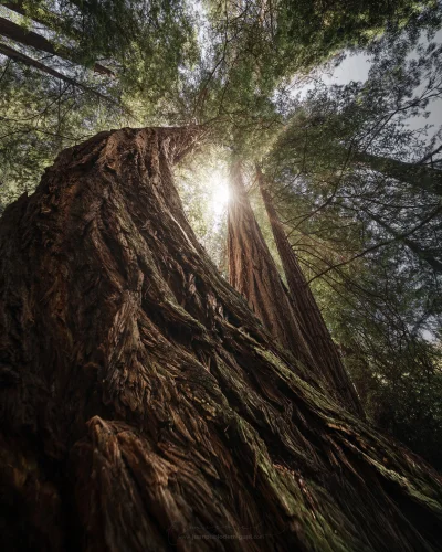 wariat_zwariowany - Muir Woods, Kalifornia

autor
#fotografia #earthporn #estetycz...
