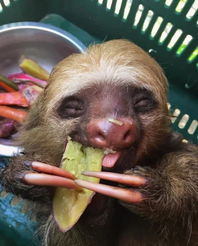 o.....i - Szczęśliwiec 

#leniwce #slothpill #zwierzaczki