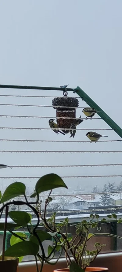 Tomo - A ja polecam zimą wywiesić taki oto karmnik ;) w większości przylatują sikorki...