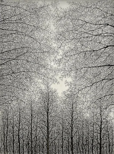 Lifelike - Drzewa; Tomioka Soichiro
ołówek, 1961 r., 74 x 93 cm
#artevaria
#sztuka...