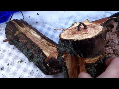 powsinogaszszlaja - Jak zrobić szybko karmnik tłuszczowy dla ptaków.

Kawałki drewn...