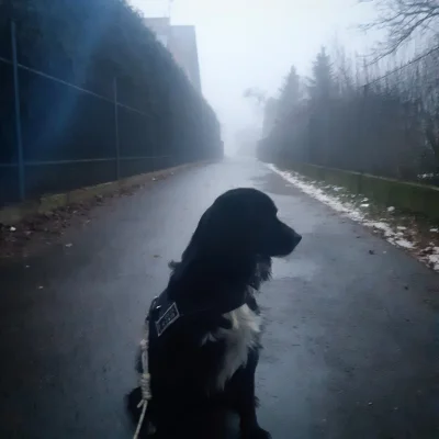 s__n - Dog in the fog

#smiesznypiesek #pokazpsa #Reksio