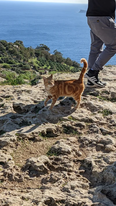 pan-audytor - Plusujcie maltańskie #kitku z sową na brzuchu! #pokazkota #koty #sowy #...