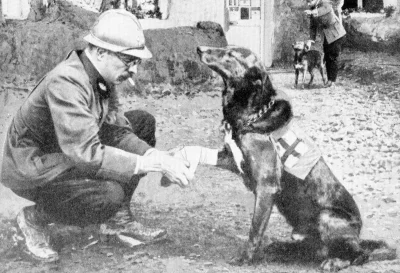 Symeon13 - Ranny piesek medyczny z okresu I wojny światowej
#pies #wojna