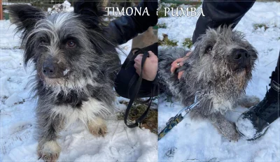 cytmirka - TIMONA i PUMBA - nowe dzieciaczki w #otoziaki

Timona (suczka) i Pumba (...