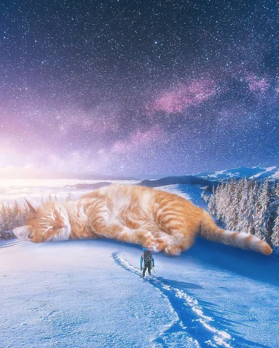 paczelok - #paczelokodromtrzeci #koty #kot #dziwnekotki
