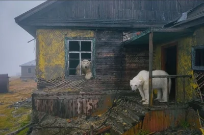 nobrainer - Niedźwiedzie polarne w opuszczonej sowieckiej stacji meteorologicznej na ...