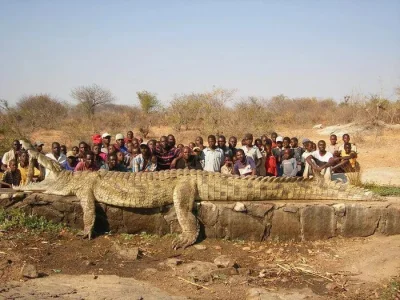 starnak - Gigantyczny krokodyl terroryzował wioskę, trzeba było użyć wojska do zabici...
