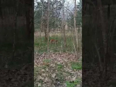 teofromnorge - W tym roku mi i szwagrowi udało się spotkać spacerującego rysia na dro...