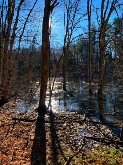 R2D2zSosnowca - Boehm Pond Open Space, Shelton #connecticut -2C

#r2d2zwiedza #natura...