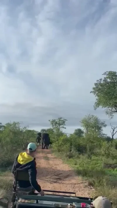cheeseandonion - #slonie #safari